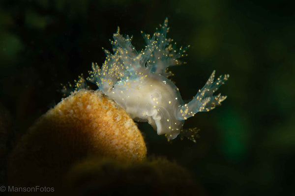 Nudibranch by Michelle Manson