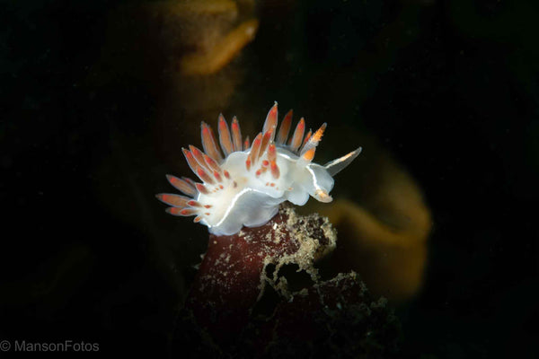 Nudibranch by Michelle Manson