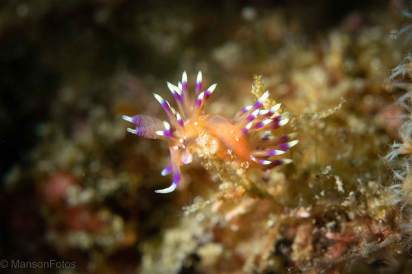 Flabellina marcusorum nudibranch