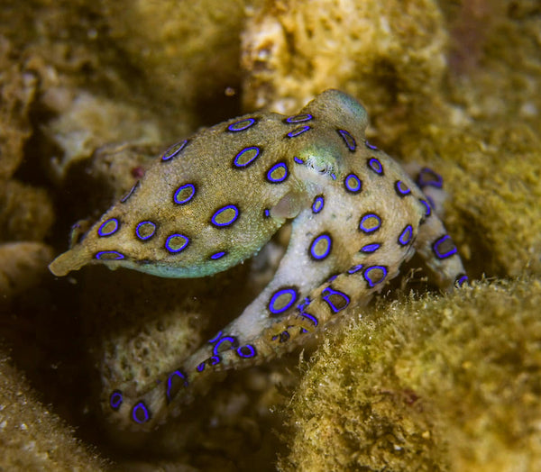 Blue ring Octopus