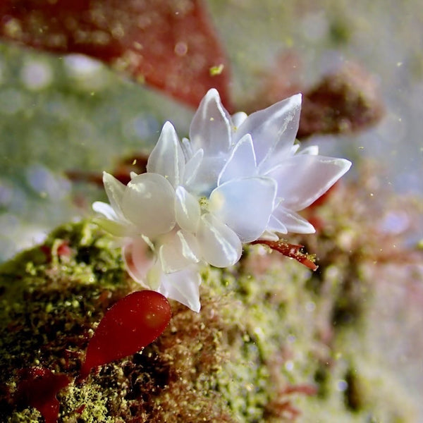 White nudibranch