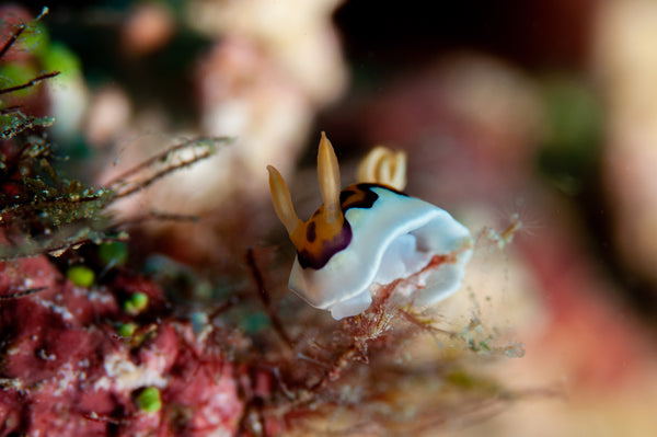 Nudibranch photo by Underwater Photographer Shaff Naeem