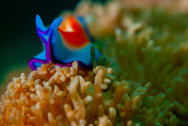 Nudibranch photo by Underwater Photographer Shaff Naeem