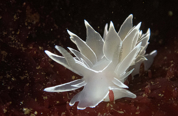 White Lined Dirona nudibranch