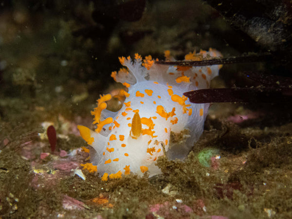 Clown Nudibranch