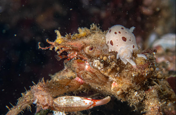 Crab and Nudibranch 