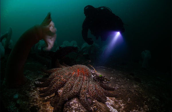 Scuba diver looking at sea star