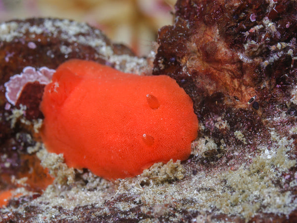 Red Sponge Dorid (Rostanga pulchra)