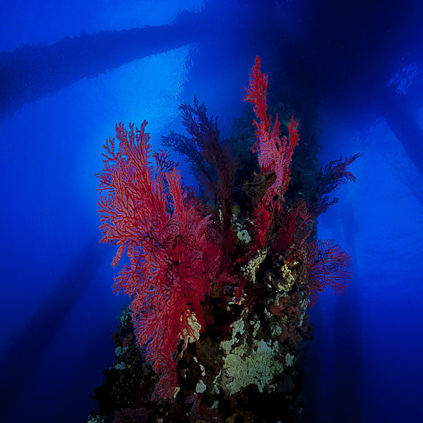 Photo of coral on structure underwater