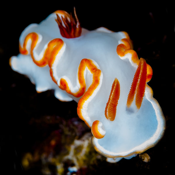 Photo of Nudibranch