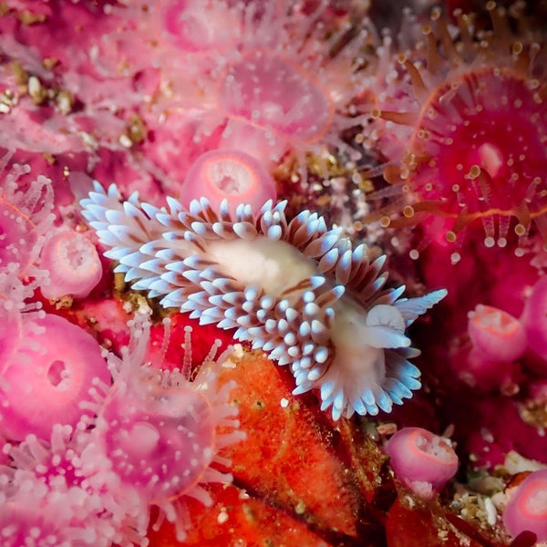 Cape Silvertip Nudibranch (Janolus Capensis) surrounded by strawberry anemones⁠ by @melichouuux
