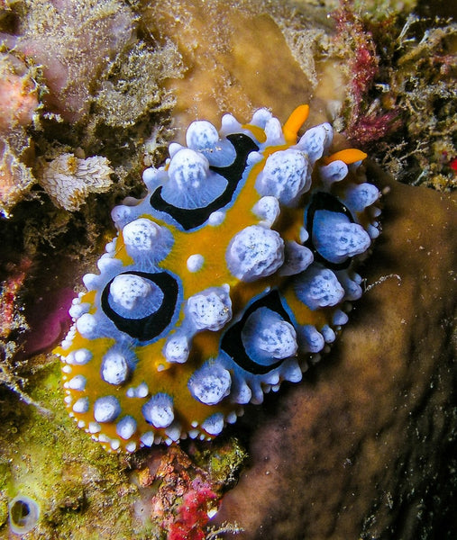 Ocellate Phyllidia (Phyllidia ocellata)⁠ by @nickhobgoodimages⁠