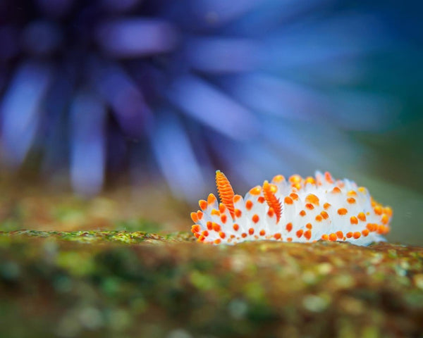 McDonald's Dorid (Limacia mcdonaldi)⁠ by @anahi.berom