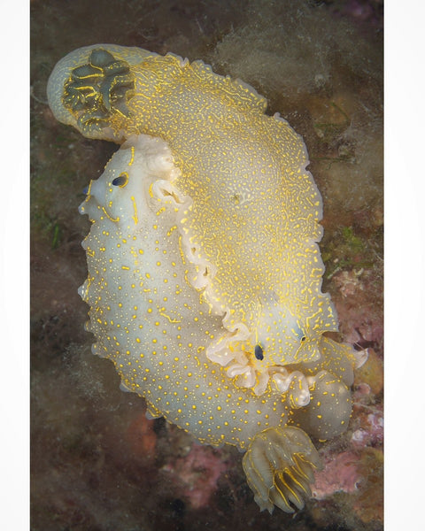 Regal Sea Goddess (Felimare picta)⁠ by @mariano.palmieri_wildlife