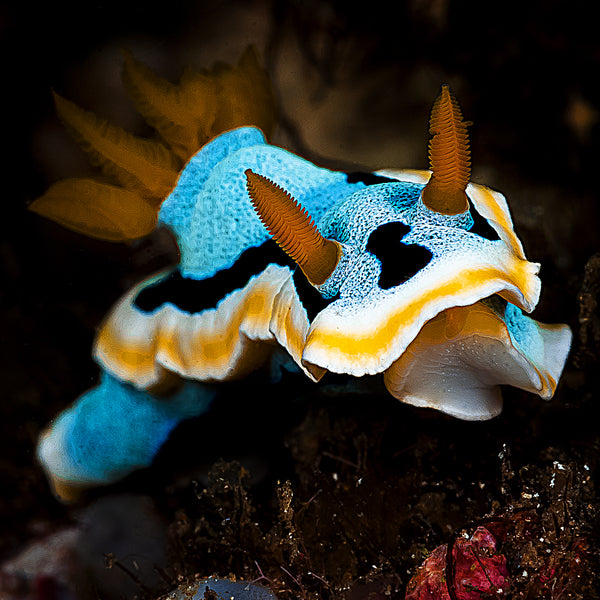 Photo of Nudibranch
