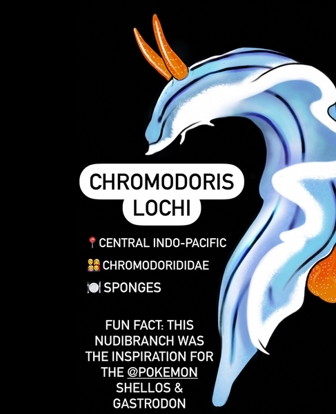 Chromodoris lochi fact sheet