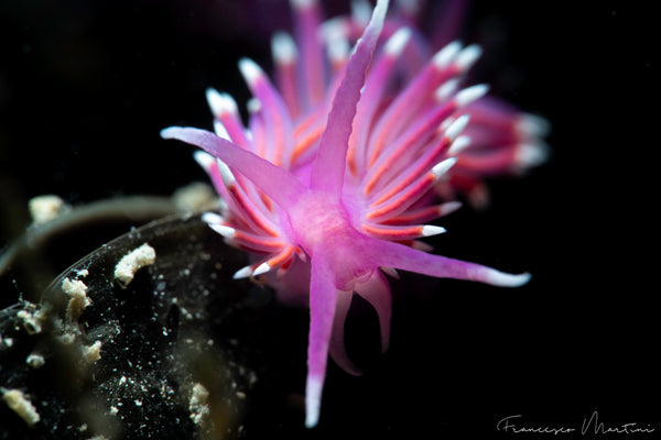 Underwater Photographer Francesco Martini Nudibranch Photo