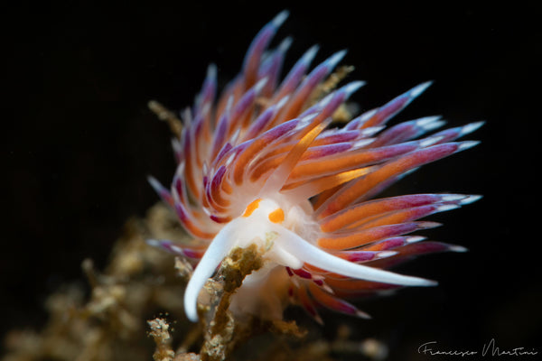 Cratena peregrina Nudibranch photo by Francesco Martini