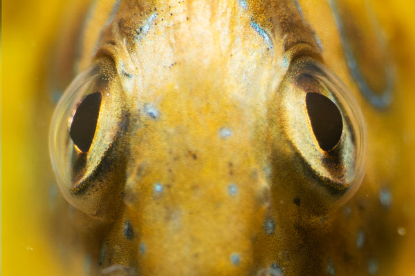 Fish photo by Francesco Martini