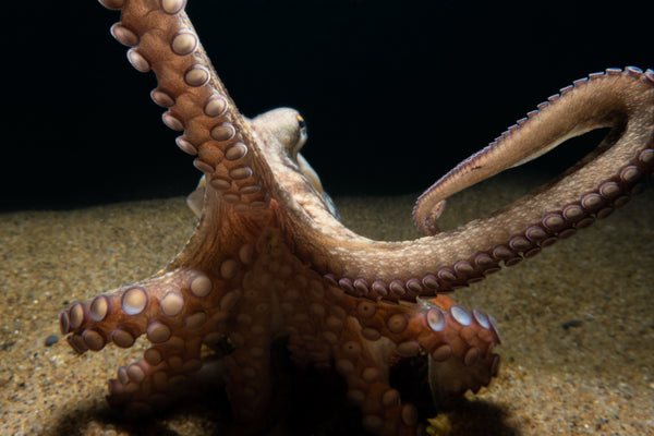 Octopus photo by Francesco Martini