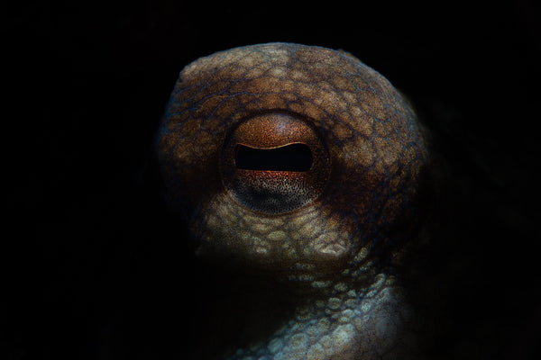 Octopus photograph by underwater photographer Francesco Martini