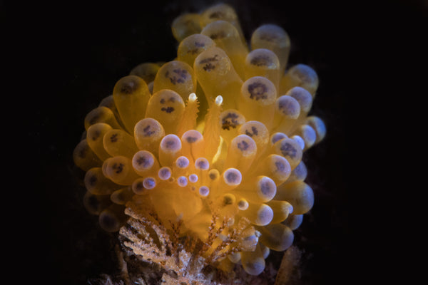 Antiopella cristata Nudibranch photo by Francesco Martini