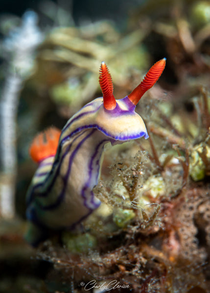 Hypselodoris Nudibranch by Charly Clerisse
