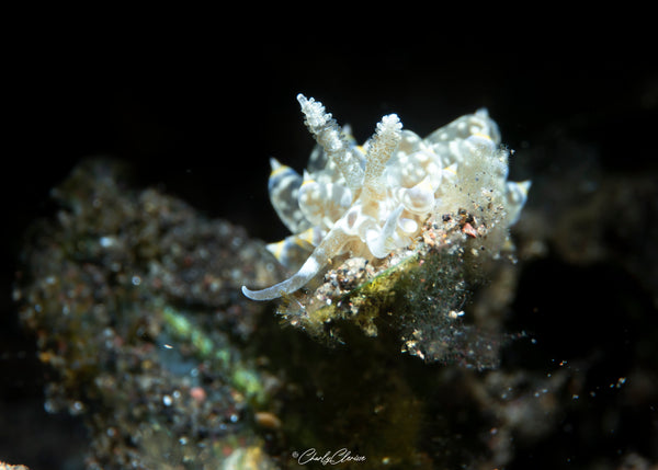 Nudibranch by Charly Clerisse