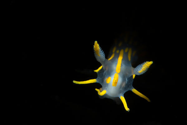 Polyera quadrilineata Nudibranch photo by Francesco Martini