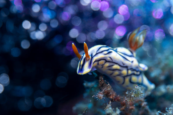 Hypselodoris Nudibranch by Charly Clerisse