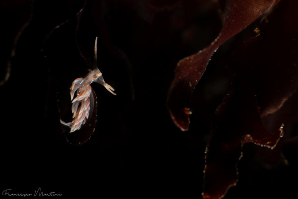 Facelina rubrovittata Nudibranch photo by Francesco Martini
