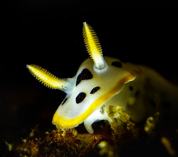 Nudibranch