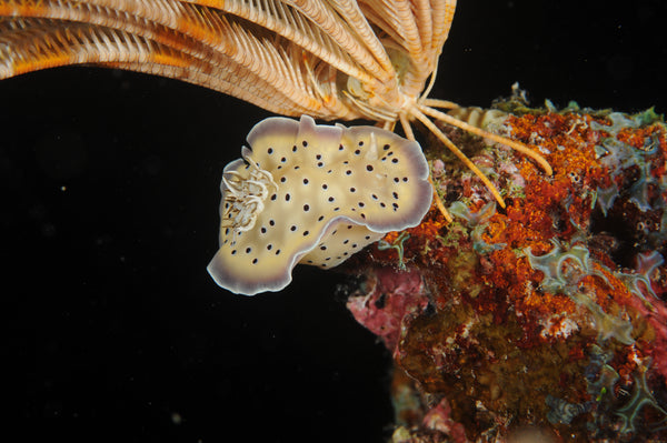 Nudibranch photo by Underwater Photographer Shaff Naeem