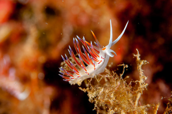 Nudibranch photo by Underwater Photographer Shaff Naeem