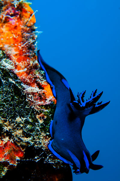 Nudibranch photo by Underwater Photographer Shaff Naeem