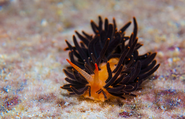 Nudibranch photo by Underwater Photographer Shaff Naeem