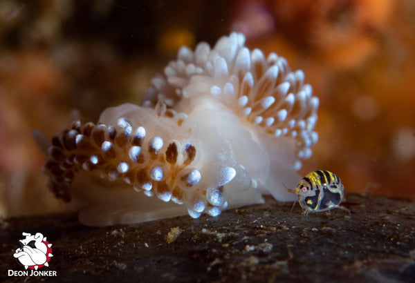 Silvertip nudibranch, Janolus capensis, in conversation with an ornate amphipod.