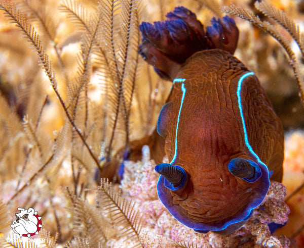 Black nudibranch, Tambja capensis, at Steenbras Deep in Gordon’s Bay.