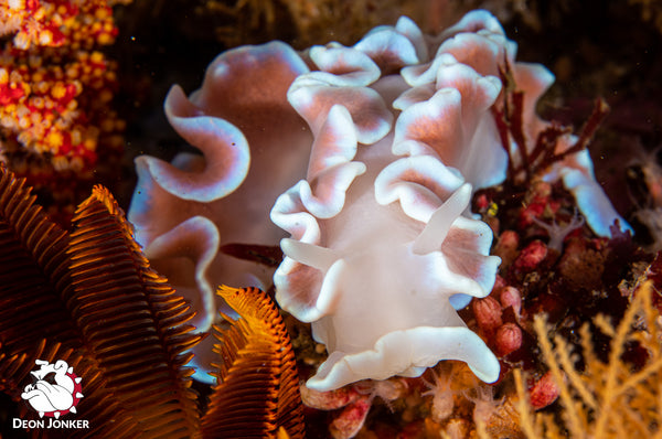 Frilled nudibranch, Leminda millecra, huddled together at Steenbras Deep in Gordon’s Bay.