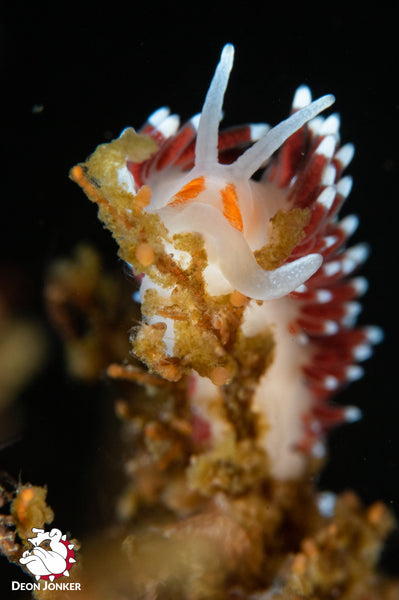 Orange-eyed nudibranch, Cratena capensis, at Sterretjies Reef in Gordon’s Bay.