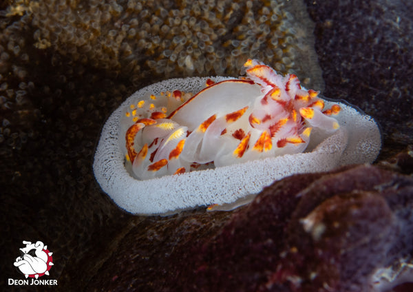 Fiery nudibranchs, Okenia amoenula, with egg ribbon.