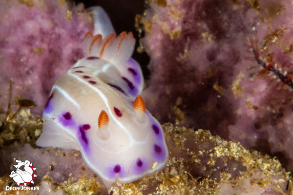 Cape dorid, Hypselodoris capensis, at Steenbras River Mouth dive site in Gordon’s Bay.