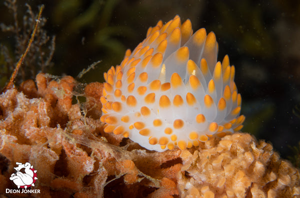 Orange gasflame nudibranch, Bonisa nakaza, at Blousteen dive site in Gordon’s Bay.