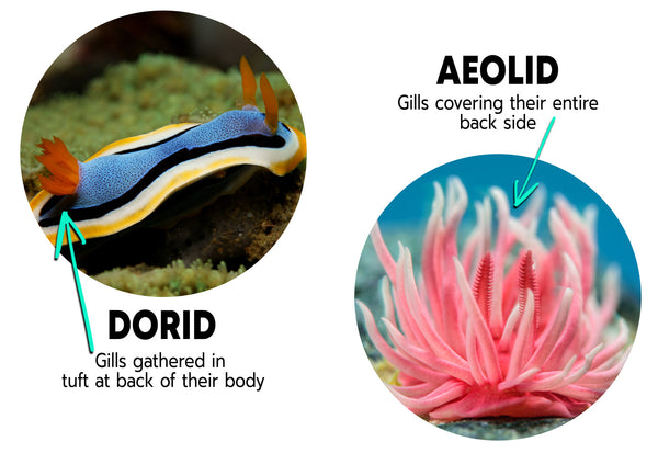 Dorid vs Aeolid Nudibranch Graphic
