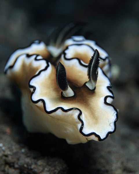 Doriprismatica atromarginata Nudibranch by Charly Clerisse