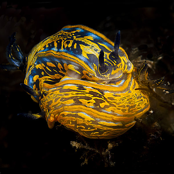 Photo of Nudibranch