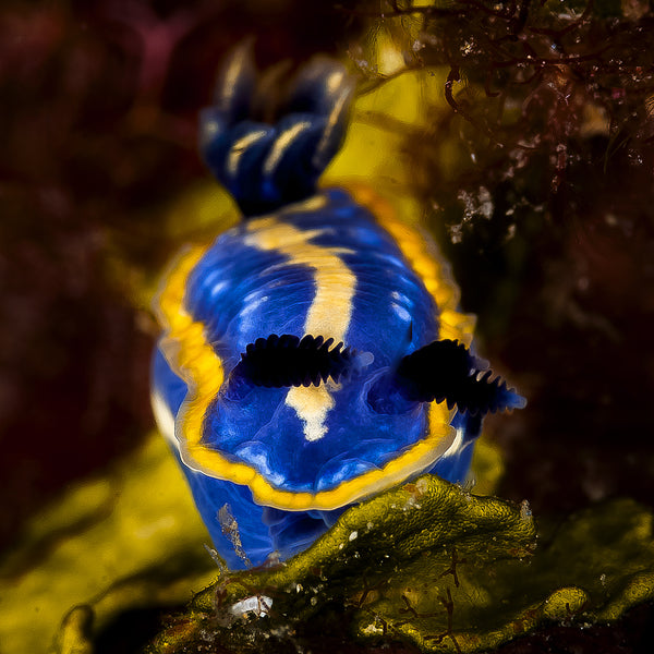 Photo of Nudibranch