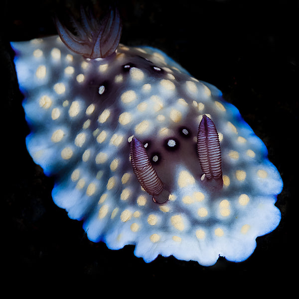 Photo of Nudibranch