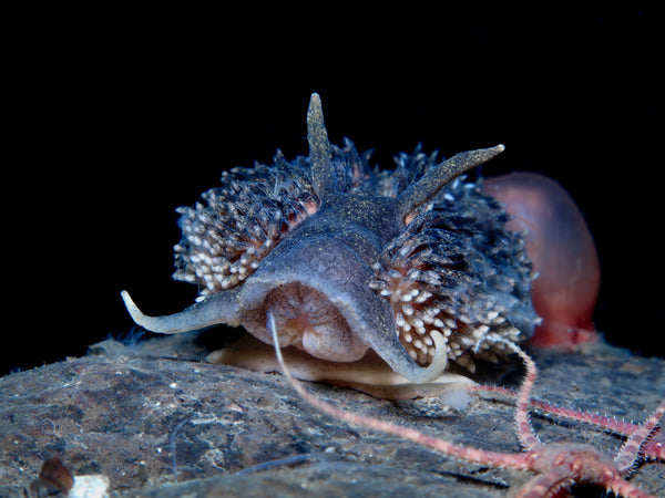 Shaggy Mouse Nudibranch (Aeolidia loui)