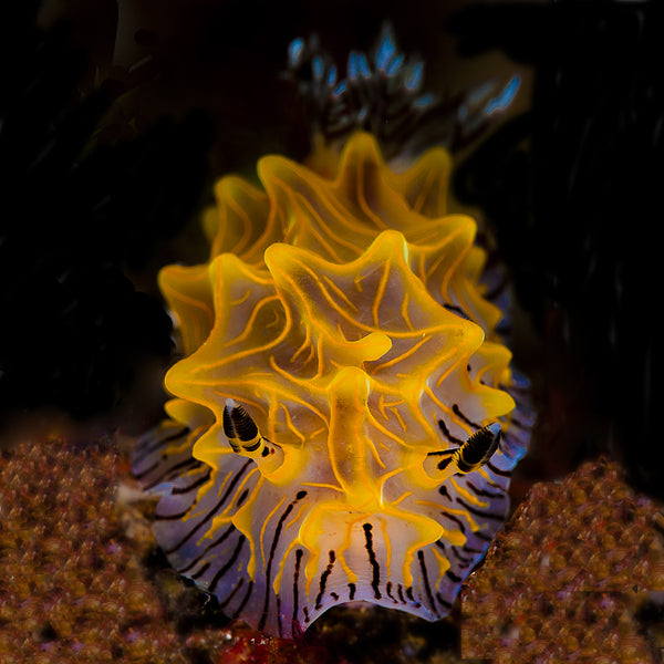 Photo of Nudibranch